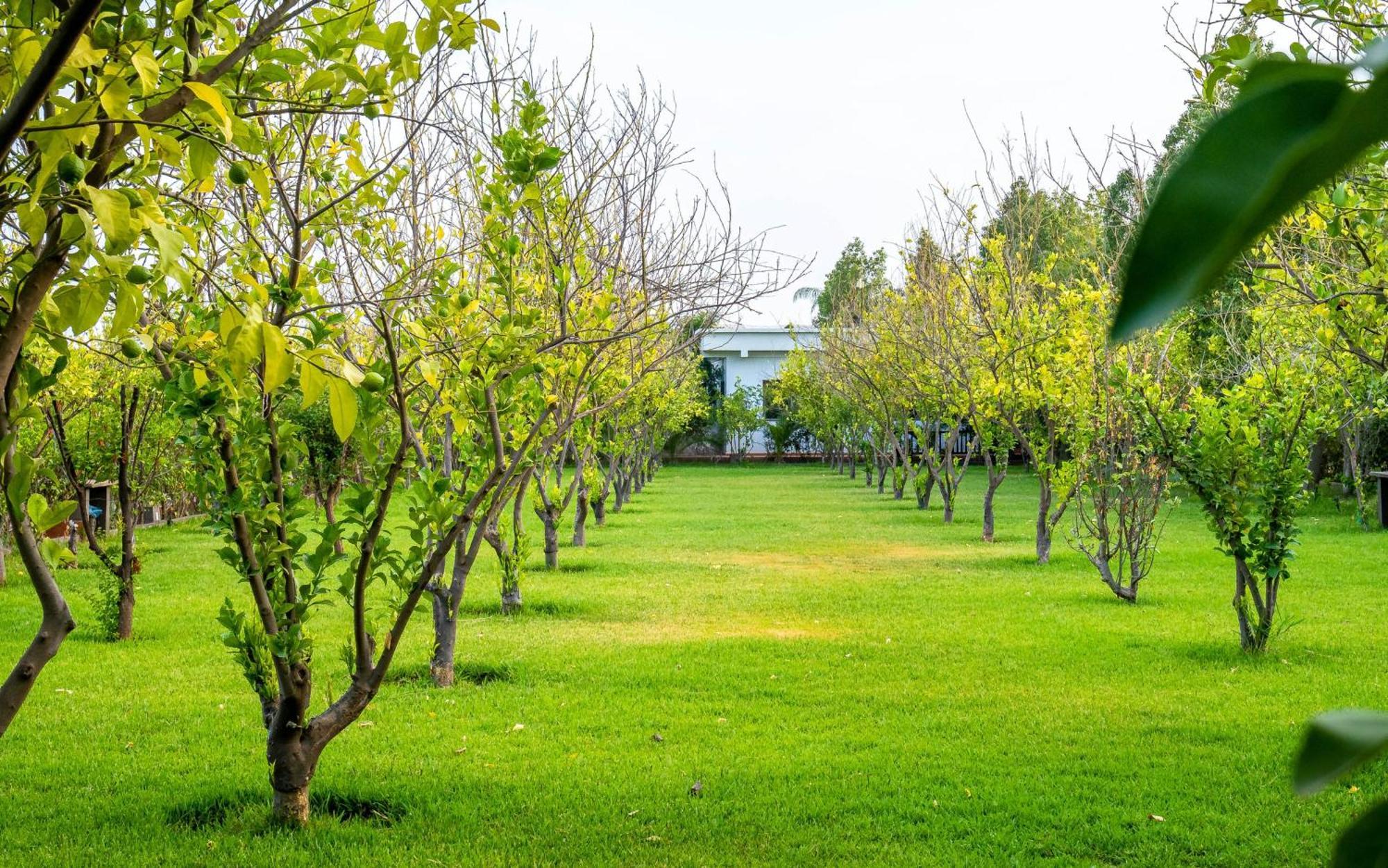The Lemonary Marrakech Hotel Ouled Moumen Bagian luar foto
