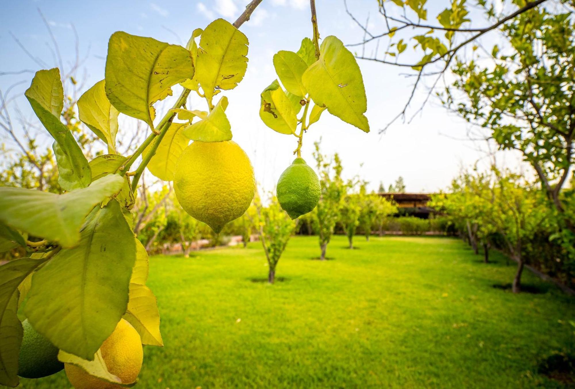 The Lemonary Marrakech Hotel Ouled Moumen Bagian luar foto